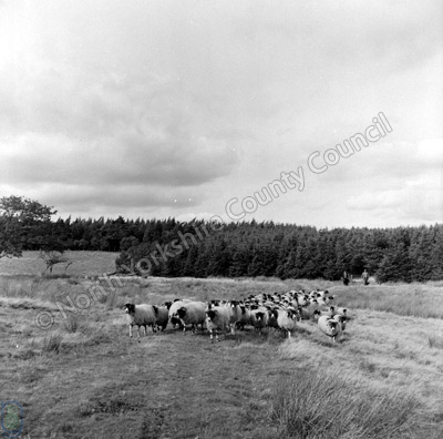 Shepherding, Gandale Moor